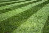 Stripy lawn