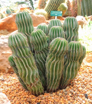 cactus plants in a greenhouse
