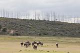 Grazing wildebeest