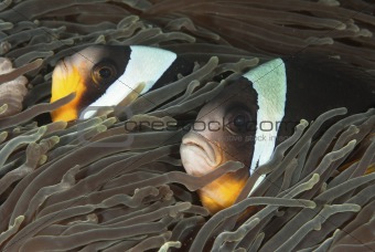 Clever clownfish