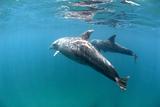 Dolphin bliss