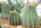 cactus plants in a greenhouse