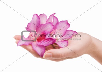 female hand with flower