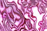 Raw cut red cabbage pattern