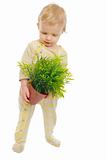 Interested baby examines plant in pot isolated on white