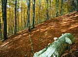 autumn mountain forest