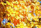 autumn maple trees in  park