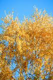 autumn birch tree 