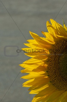 Large sunflower head showing details