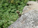Lizard pauses on a rock in the hot sun