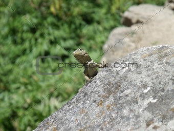 Lizard pauses on a rock in the hot sun