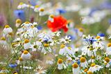 abundance of blooming wild flowers on the meadow at spring time