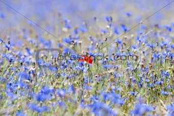 wild flowers at spring time - a single poppy in the field of cornflowers