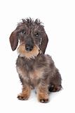 miniature wire-haired dachshund
