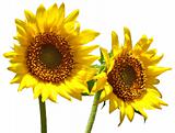 sunflowers 