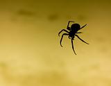 scary black spider