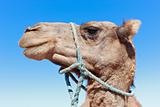 Lone Camel with blue sky