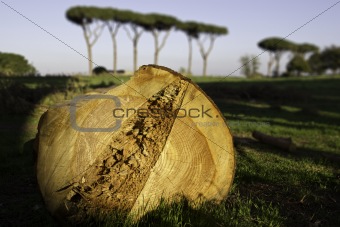 Ancient pine tree cut down in the Aqueducts Park, Rome (Italy).