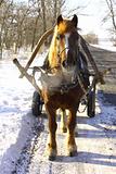 Beautiful horse on winter road