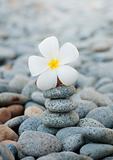 Frangipani flowers and pebbles