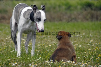 whippet and puppy malinois