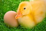newborn duckling 