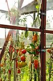 Old rusting glass greenhouse ripe tomato vegetable 