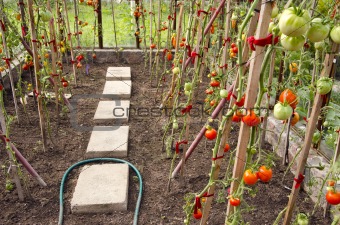 Vegetable tomato grow ripe in glass greenhouse 