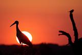 stork and sunset