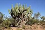 Toothpick cactus