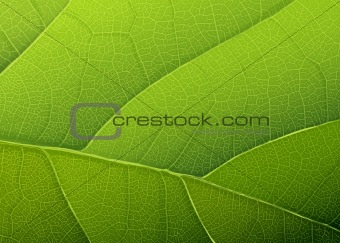 Green leaf texture. Vector background, EPS10
