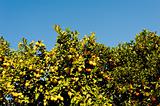 Orange and lemon tree