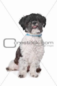 mixed breed boomer dog