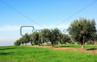 Olives tree at Portugal