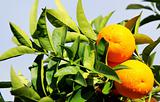 Oranges on branch 