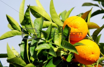 Oranges on branch 