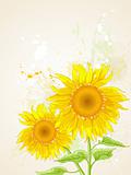 floral background with sunflower