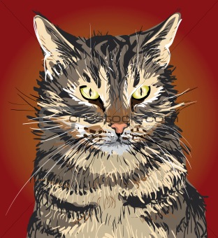 Serious Cat illustration