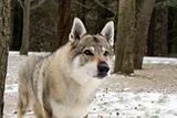 Czechoslovakian Wolfdog