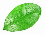 One green leaf with dew-drops