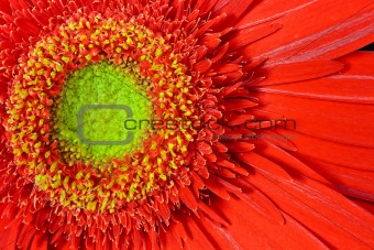 red gerbera flower