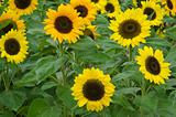 A field of sun flowers