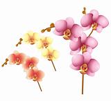 vector orchid flowers