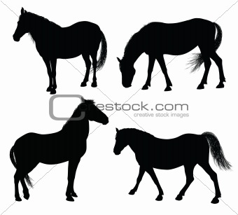 Vector horse silhouette
