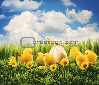 Easter chicks in the grass