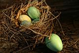Speckled eggs in nest