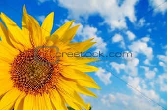 part of sunflower
