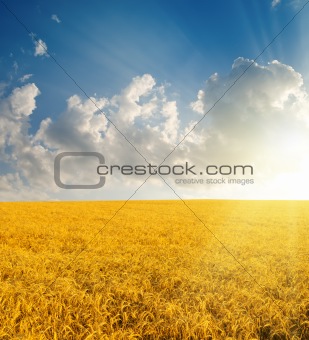 field in sunset