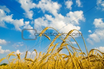 ripe wheat ears