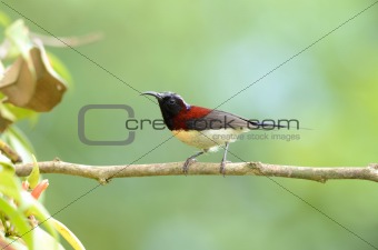 male black throated sunbird